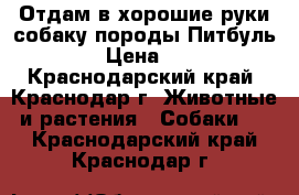 Отдам в хорошие руки собаку породы Питбуль.  › Цена ­ 10 - Краснодарский край, Краснодар г. Животные и растения » Собаки   . Краснодарский край,Краснодар г.